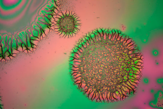 Illustration for article titled Science Photographer Reveals Beauty of the Microscopic World
